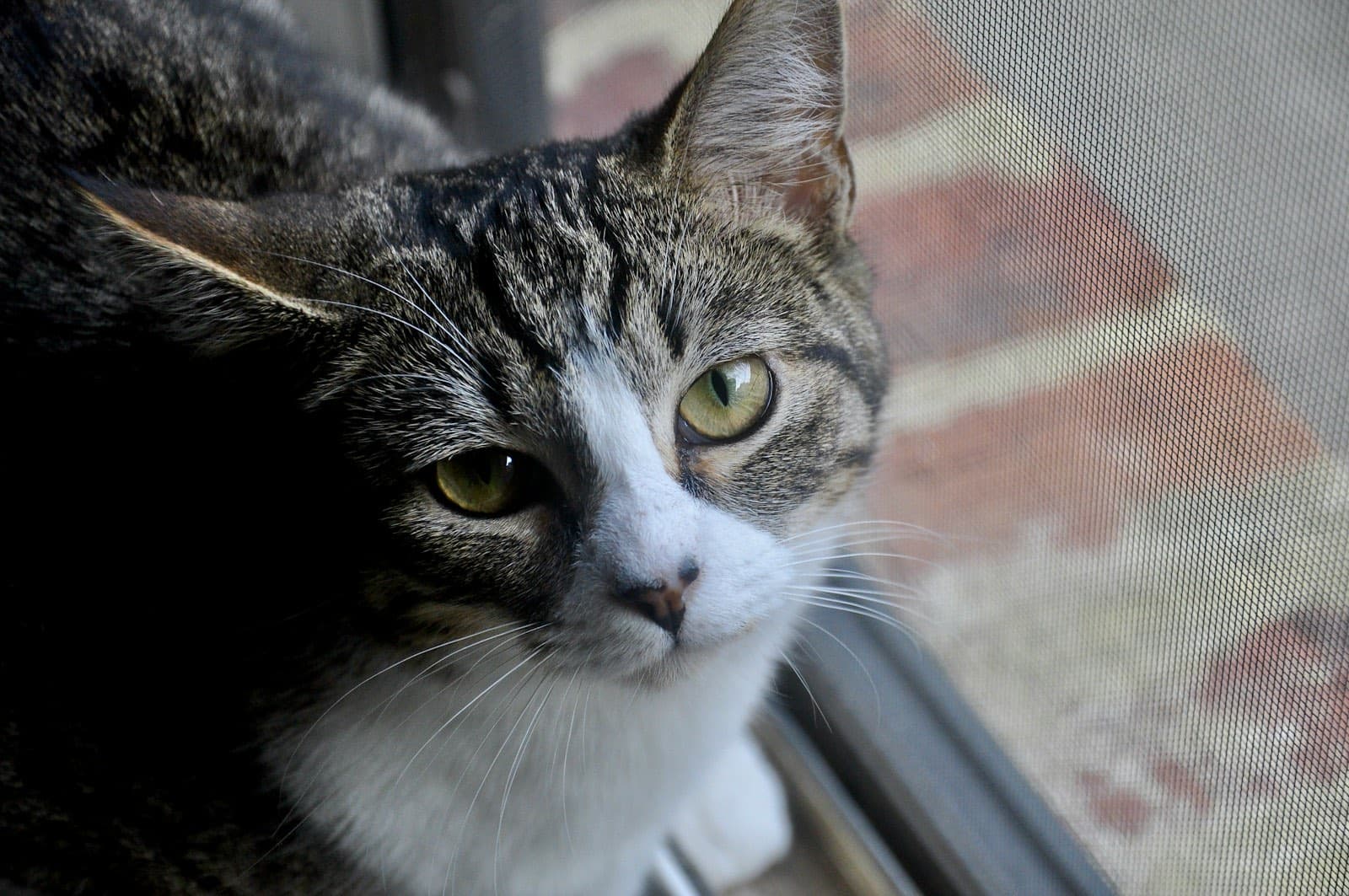 Vacina antirrábica em gatos: quando e se é obrigatória
