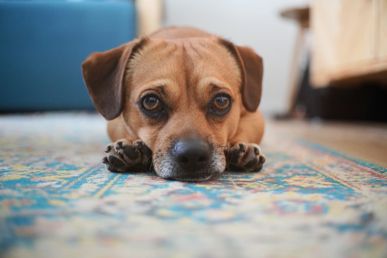 Efeitos colaterais da vacina em cães: o que é normal