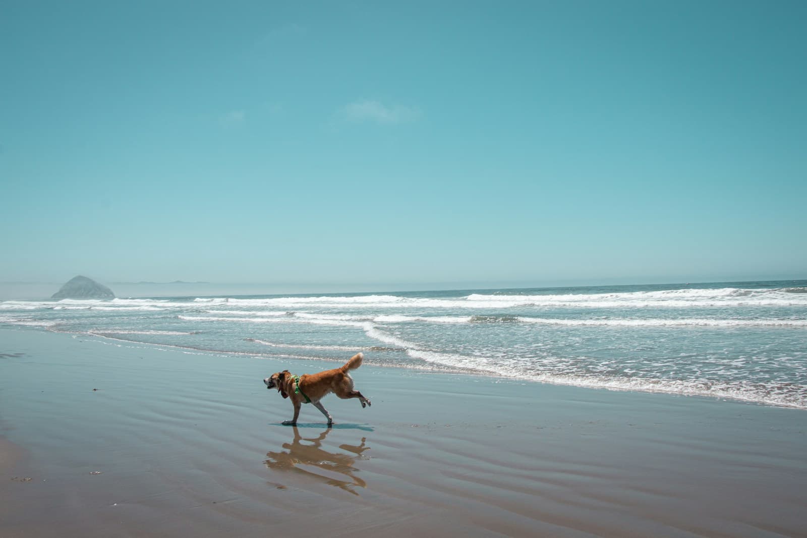Verme do coração no cachorro: onde há risco e como prevenir