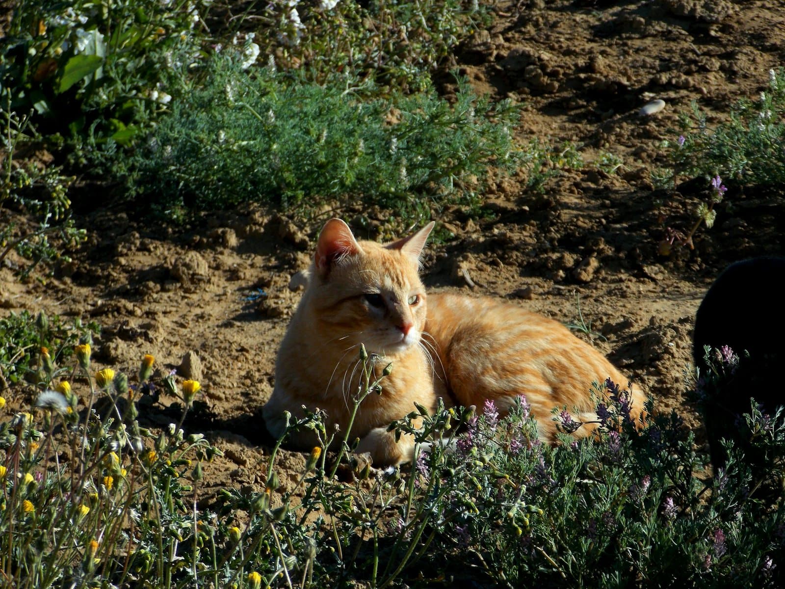 How often to deworm a cat