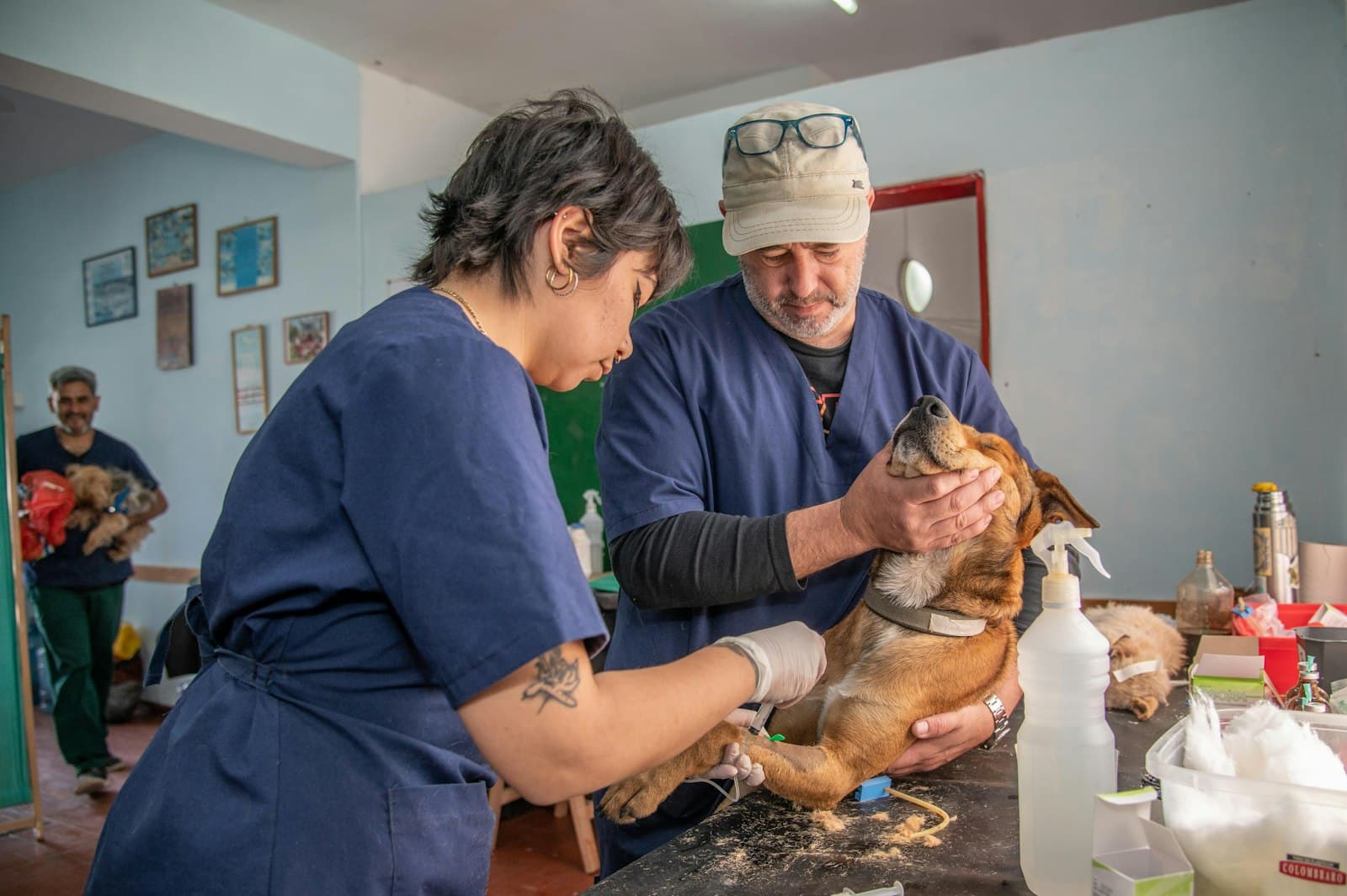 ¿Cada cuánto llevar la mascota al veterinario?