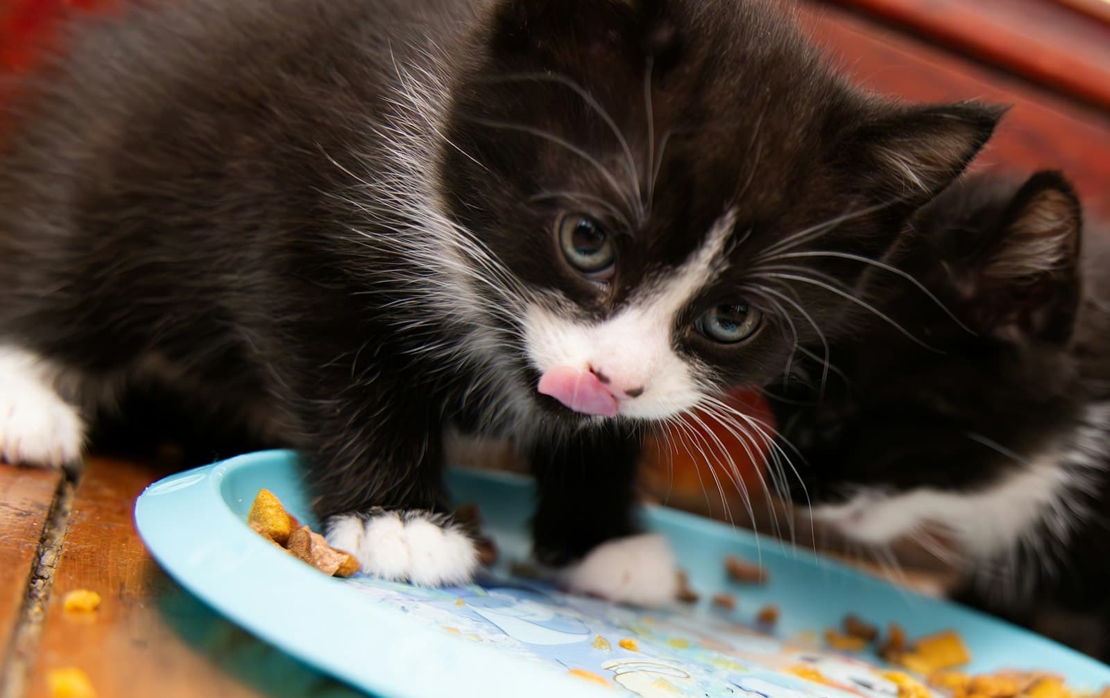 How often to feed a kitten: meals per day by age