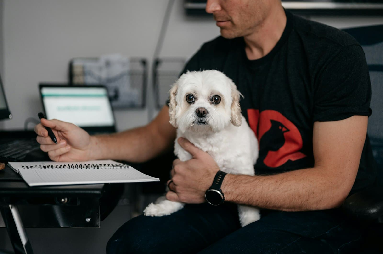 Missed a dog vaccination: what to do