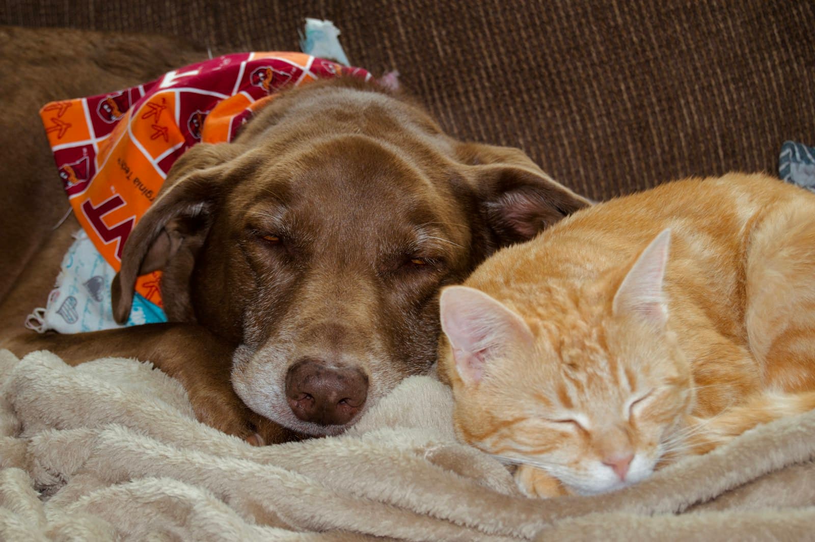 Why dog flea drops are toxic to cats
