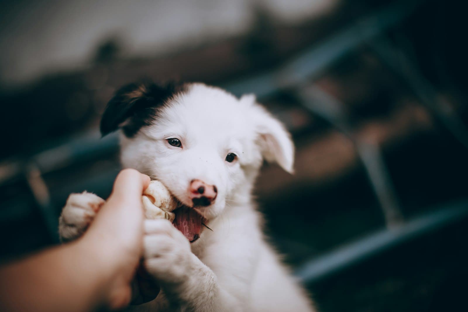 Qué no darle de comer a un cachorro: la lista